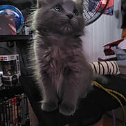 Gracie is registered to the contest to win money with this photo: kitten, cat, gray, fluffy, pet, indoor, cat_tree, furniture, fan, sitting, looking_up, cute, furry, animal, domestic, young, whiskers, ears, paws, soft