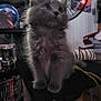 kitten, cat, gray, fluffy, pet, indoor, cat_tree, furniture, fan, sitting, looking_up, cute, furry, animal, domestic, young, whiskers, ears, paws, soft
