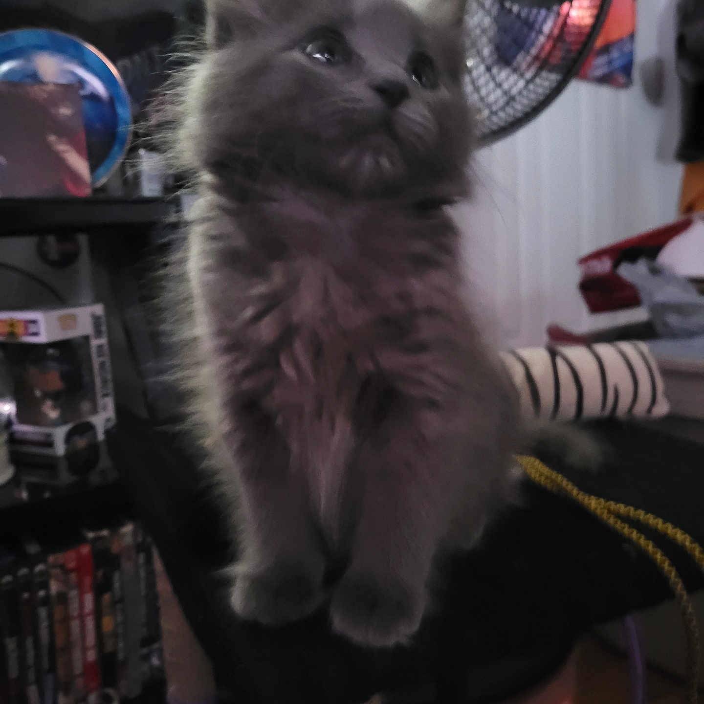 Gracie is registered to the contest to win money with this photo: animal, cat, cat_tree, cute, domestic, ears, fan, fluffy, furniture, furry, gray, indoor, kitten, looking_up, paws, pet, sitting, soft, whiskers, young