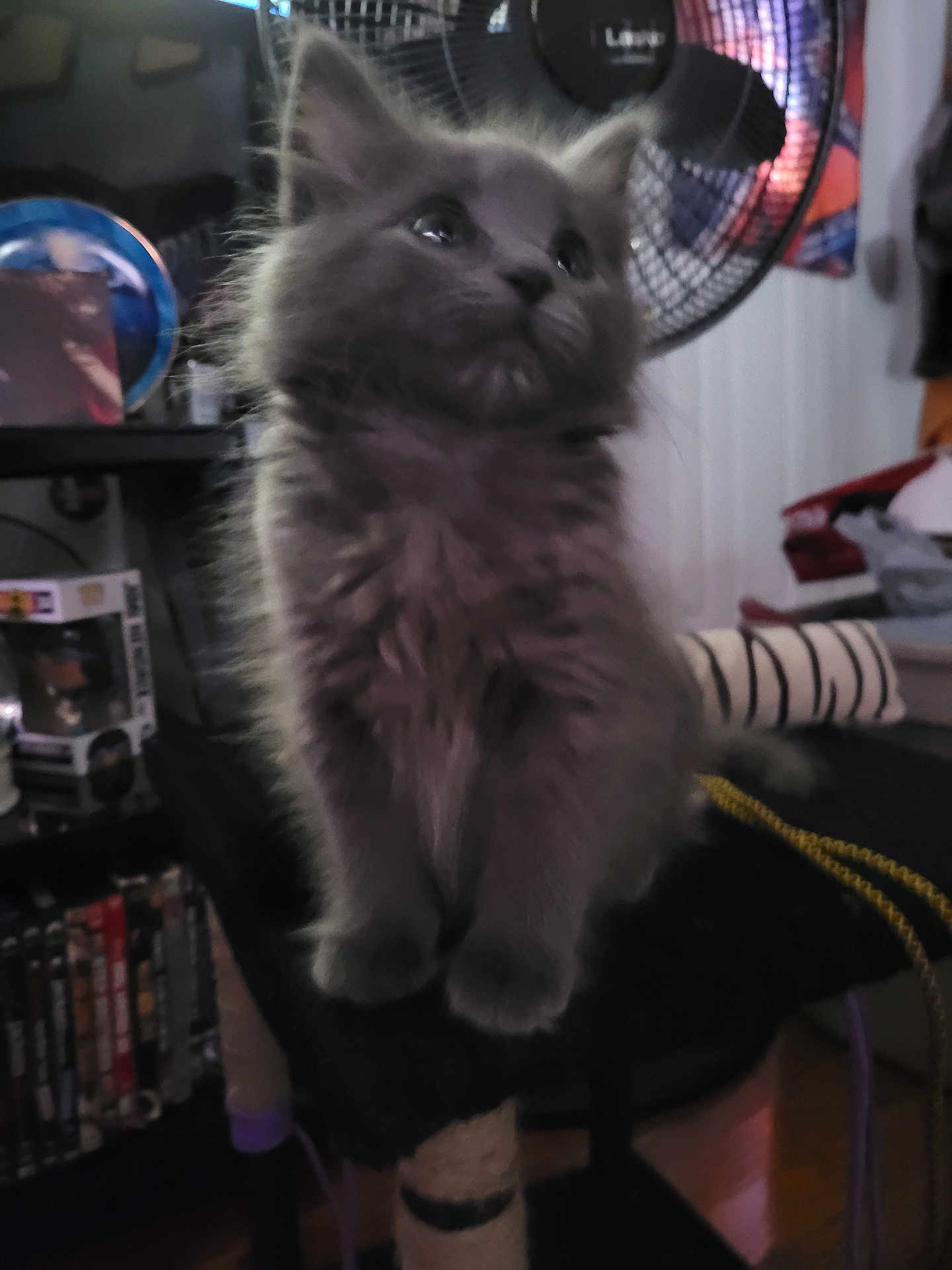 Gracie