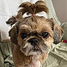 bed, bedding, brown_fur, close_up, cute, dog, ears, eyes, face, fluffy, groomed, indoor, long_hair, nose, pet, pink_hair_tie, portrait, shih_tzu, small_dog, topknot