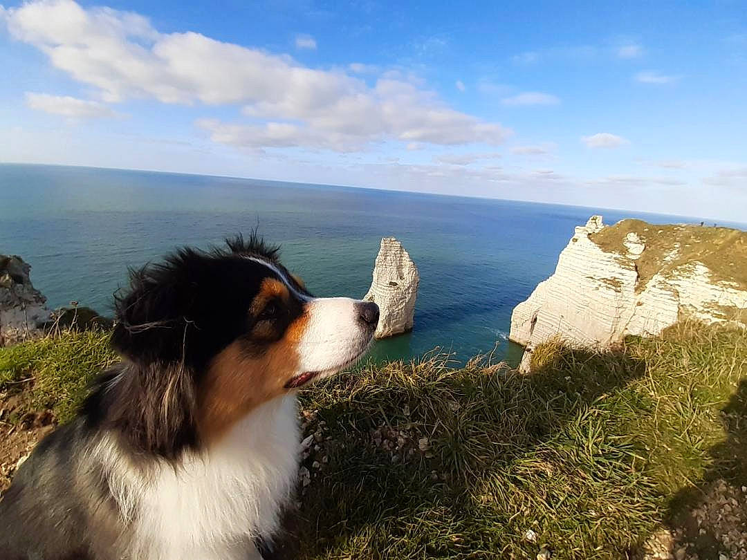 Peach participe au concours pour gagner de l'argent avec cette photo : border_collie, carnivore, cloud, collie, companion_dog, cumulus, dog, dog_breed, grass, headland, herding_dog, horizon, landscape, natural_landscape, plant, sky, sporting_group, sunlight, travel, water