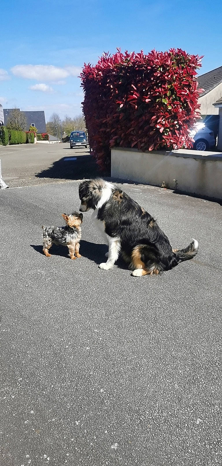 Peach participe au concours pour gagner de l'argent avec cette photo : asphalt, carnivore, city, cloud, companion_dog, dog, dog_breed, fur, grass, mammal, plant, road, road_surface, sidewalk, sky, sporting_group, street, tail, tree, vertebrate