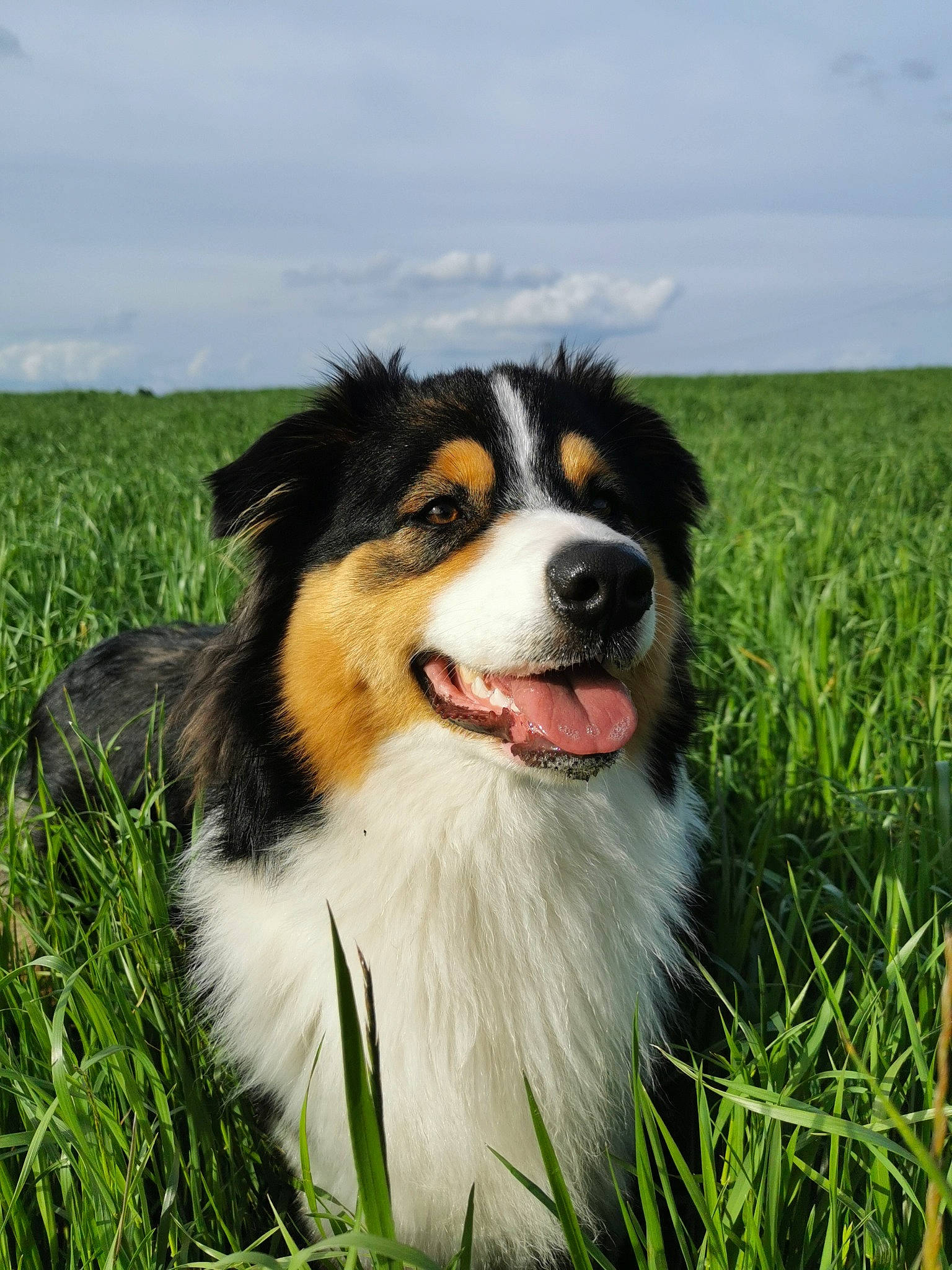 Peach participe au concours pour gagner de l'argent avec cette photo : ball, border_collie, carnivore, cloud, companion_dog, dog, dog_breed, grass, grassland, herding_dog, natural_landscape, plant, prairie, sky, snout, sporting_group, terrestrial_animal, whiskers, working_animal, working_dog