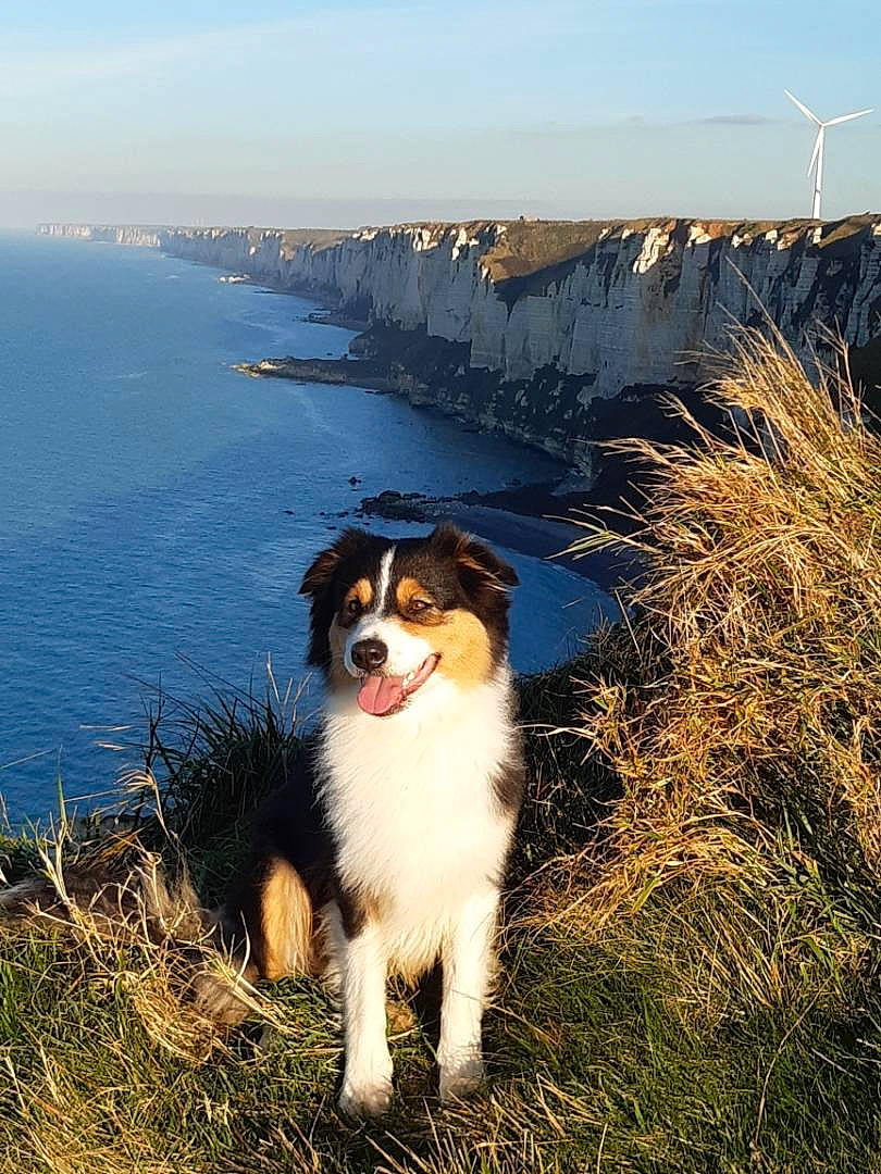 Peach a rejoint le concours — aidez-le/la à gagner de superbes lots ! bernese_mountain_dog, carnivore, collie, companion_dog, dog, dog_breed, grass, happy, herding_dog, horizon, landscape, light, morning, natural_landscape, plant, sky, sporting_group, sunlight, tree, water