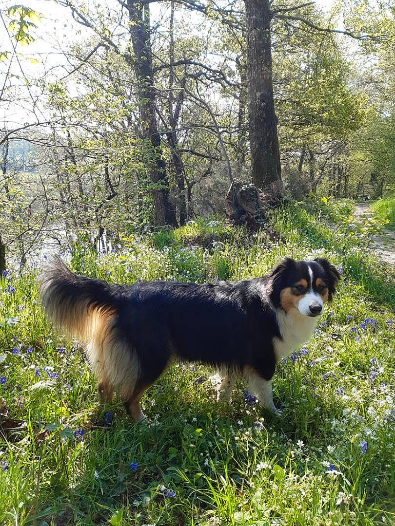 Peach a rejoint le concours — aidez-le/la à gagner de superbes lots ! bernese_mountain_dog, canidae, carnivore, companion_dog, dog, dog_breed, forest, grass, herding_dog, natural_landscape, plant, sky, sporting_group, tail, tree, woodland, working_animal, working_dog