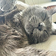 Paco participe au concours pour gagner de l'argent avec cette photo : cat, sleeping, gray_cat, fur, whiskers, paw, close_up, nap, relaxed, cute, indoor, couch, pet, feline, muzzle, whisker_detail, soft_texture, cozy, snooze, portrait