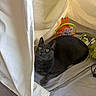 animal, board_game, cat, cozy, curious, cute, fabric, feline, floor, gray_cat, home, indoor, looking_up, pet, playful, relaxed, resting, tent, toy, yellow_eyes