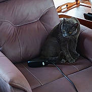 Paco participe au concours pour gagner de l'argent avec cette photo : animal, brown, cat, chair, comfort, cord, cozy, curious, domestic, furniture, gray_cat, home, indoor, leather_chair, pet, relaxed, remote_control, sitting, stitching, yellow_eyes