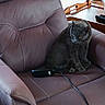 animal, brown, cat, chair, comfort, cord, cozy, curious, domestic, furniture, gray_cat, home, indoor, leather_chair, pet, relaxed, remote_control, sitting, stitching, yellow_eyes
