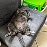 Paco participe au concours pour gagner de l'argent avec cette photo : animal, belly_up, cat, couch, domestic_animal, floor, furniture, gray_cat, green_table, home, indoor, lying_down, paw, pet, plastic_table, relaxed, resting, sofa, tail, tile_floor