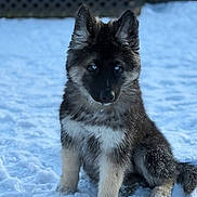 Blaze is registered to the contest to win money with this photo: puppy, dog, snow, outdoor, animal, fur, blue_eyes, winter, sitting, cute, pet, mammal, young_dog, cold, fluffy, adorable, nature, portrait, playful, canine