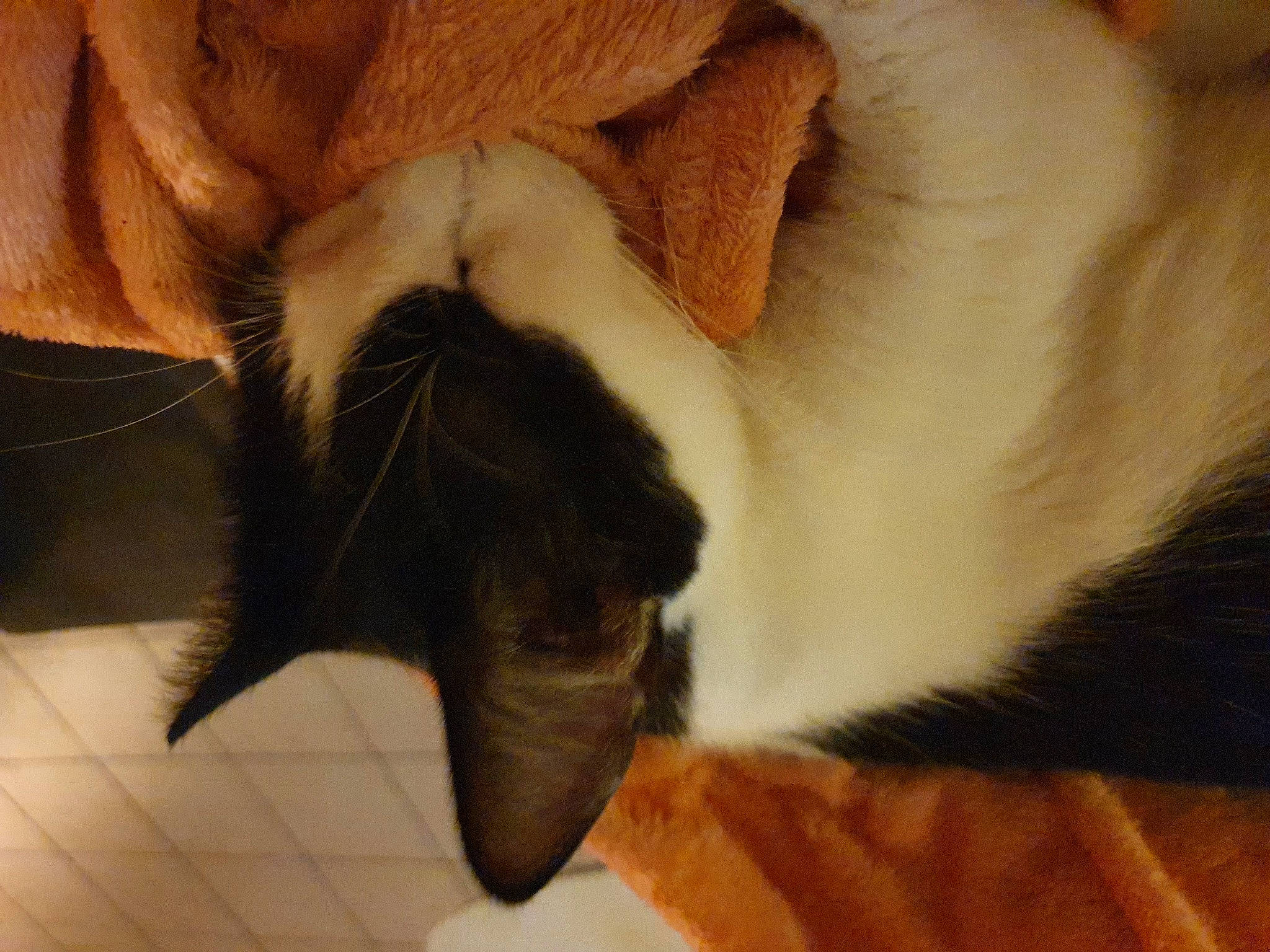 Saxo participe au concours pour gagner de l'argent avec cette photo : canidae, carnivore, cat, claw, dog_breed, ear, fawn, fur, paw, snout, tail, whiskers