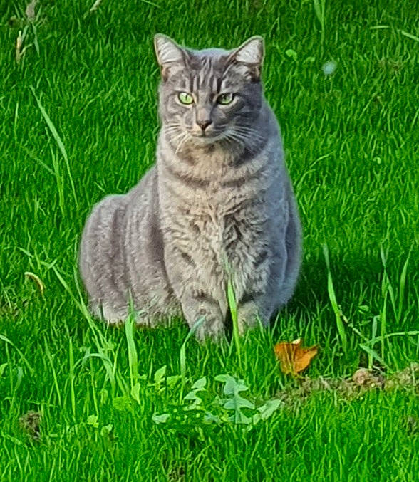 Evo participe au concours pour gagner de l'argent avec cette photo : carnivore, cat, domestic_short_haired_cat, felidae, fur, grass, grass_family, grassland, groundcover, lawn, plant, poales, small_to_medium_sized_cats, snout, tail, terrestrial_animal, whiskers, wildlife