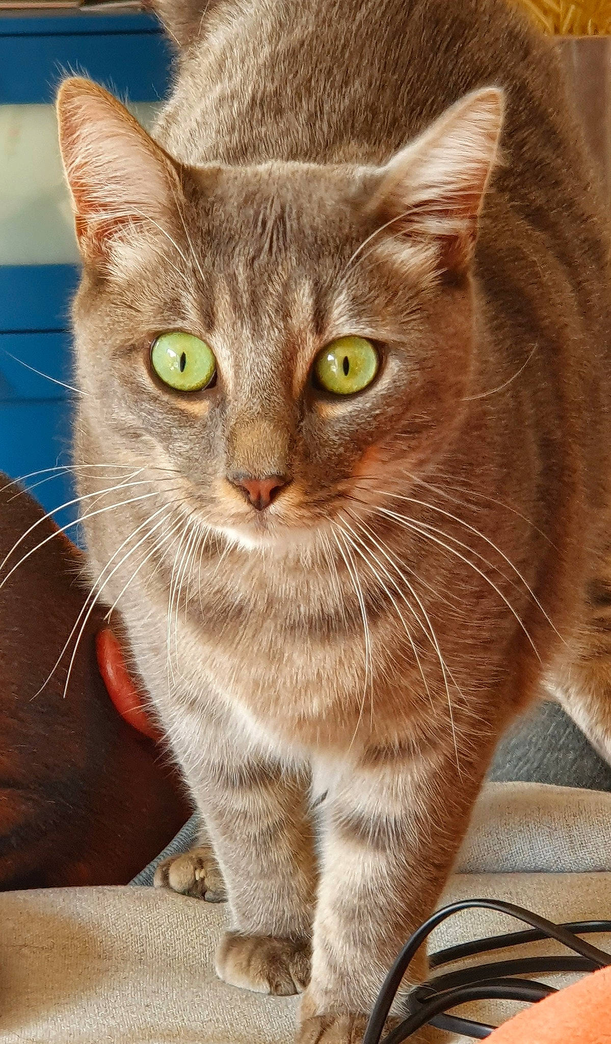 Evo participe au concours pour gagner de l'argent avec cette photo : carnivore, cat, cat_supply, claw, close_up, domestic_short_haired_cat, fawn, felidae, fur, iris, paw, pet_supply, photo_caption, small_to_medium_sized_cats, snout, tail, terrestrial_animal, whiskers, wildlife