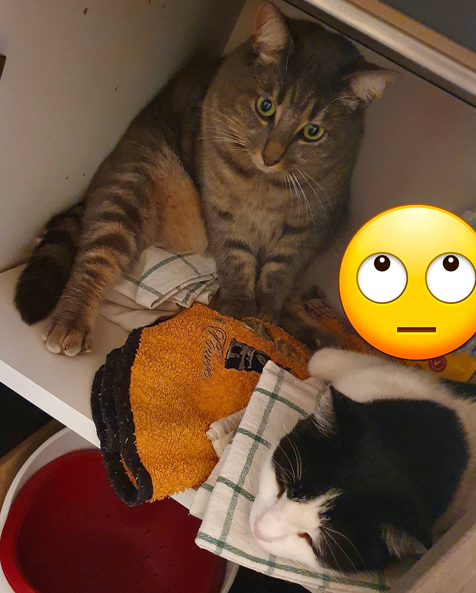 Evo a rejoint le concours — aidez-le/la à gagner de superbes lots ! bag, carnivore, cat, claw, comfort, domestic_short_haired_cat, eyewear, felidae, fur, orange, paw, plush, room, small_to_medium_sized_cats, snout, stuffed_toy, tail, textile, toy, whiskers