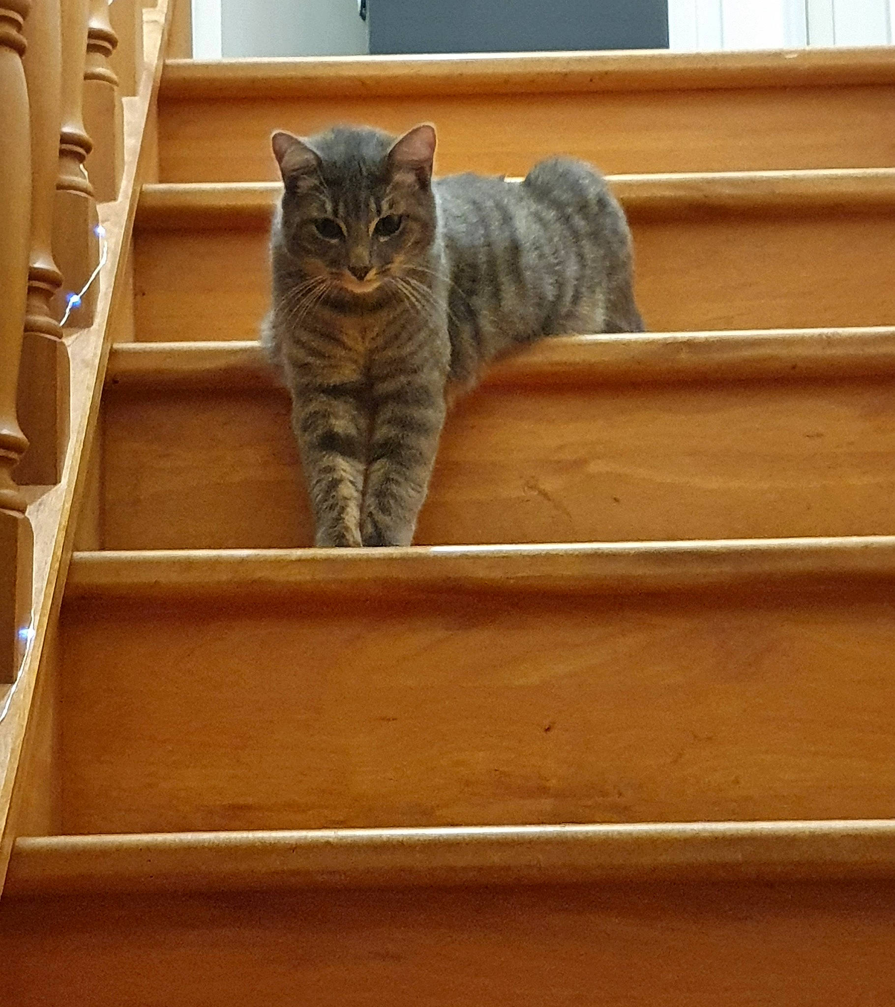 Evo participe au concours pour gagner de l'argent avec cette photo : carnivore, cat, domestic_short_haired_cat, felidae, fixture, fur, hardwood, pattern, plant, plywood, small_to_medium_sized_cats, stairs, tail, tree, whiskers, window, wood, wood_stain