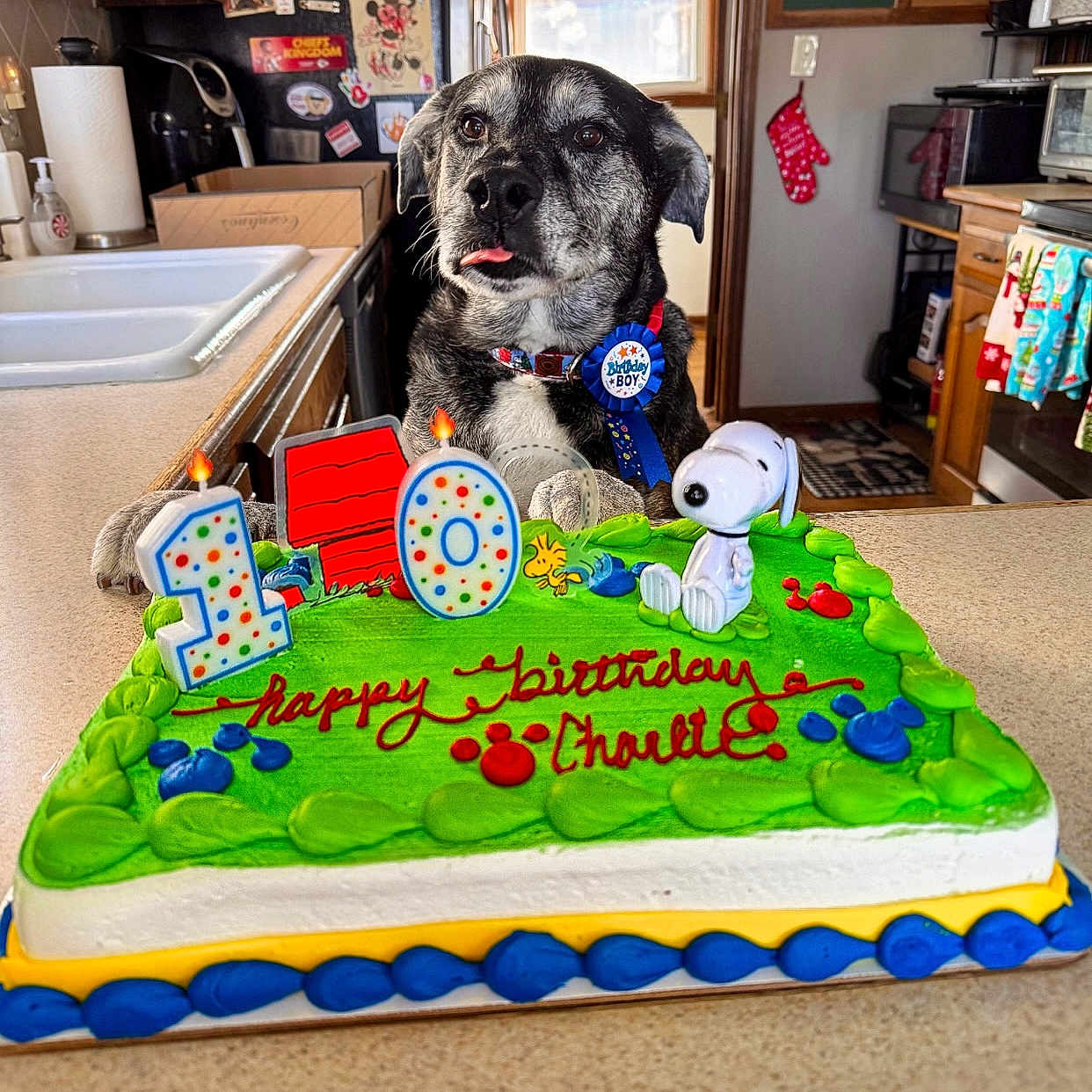 Charlie is registered to the contest to win money with this photo: animal, birthdaycake, cake, candle, canine, computerhardware, cream, dessert, dog, electronics, food, furniture, hardware, icing, indoors, monitor, person, pet, screen, sink