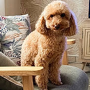 Lilou participe au concours pour gagner de l'argent avec cette photo : animal, apricot, chair, cozy, curly_fur, cushion, cute, dog, domestic, floral_pillow, furniture, indoor, living_room, looking_at_camera, pet, poodle, portrait, seated, wallpaper, wood