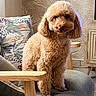 animal, apricot, chair, cozy, curly_fur, cushion, cute, dog, domestic, floral_pillow, furniture, indoor, living_room, looking_at_camera, pet, poodle, portrait, seated, wallpaper, wood