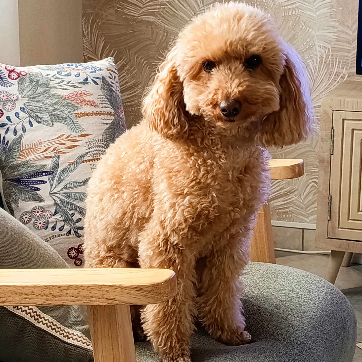 Lilou participe au concours pour gagner de l'argent avec cette photo : animal, apricot, chair, cozy, curly_fur, cushion, cute, dog, domestic, floral_pillow, furniture, indoor, living_room, looking_at_camera, pet, poodle, portrait, seated, wallpaper, wood