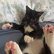 Opal joined the competition — help win amazing prizes! bed, belly, black_and_white, blanket, cat, close_up, cute, feline, floral_pattern, indoors, looking_at_camera, lounging, paws, pet, pillow, pink_paws, relaxed, soft_bedding, tuxedo_cat, whiskers