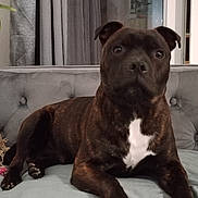 Vasco a rejoint le concours — aidez-le/la à gagner de superbes lots ! dog, brindle, pet, indoor, couch, furniture, living_room, plant, curtains, white_patch, paw, canine, domestic_animal, resting, looking, front_view, companion, animal, cute, household