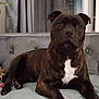 dog, brindle, pet, indoor, couch, furniture, living_room, plant, curtains, white_patch, paw, canine, domestic_animal, resting, looking, front_view, companion, animal, cute, household