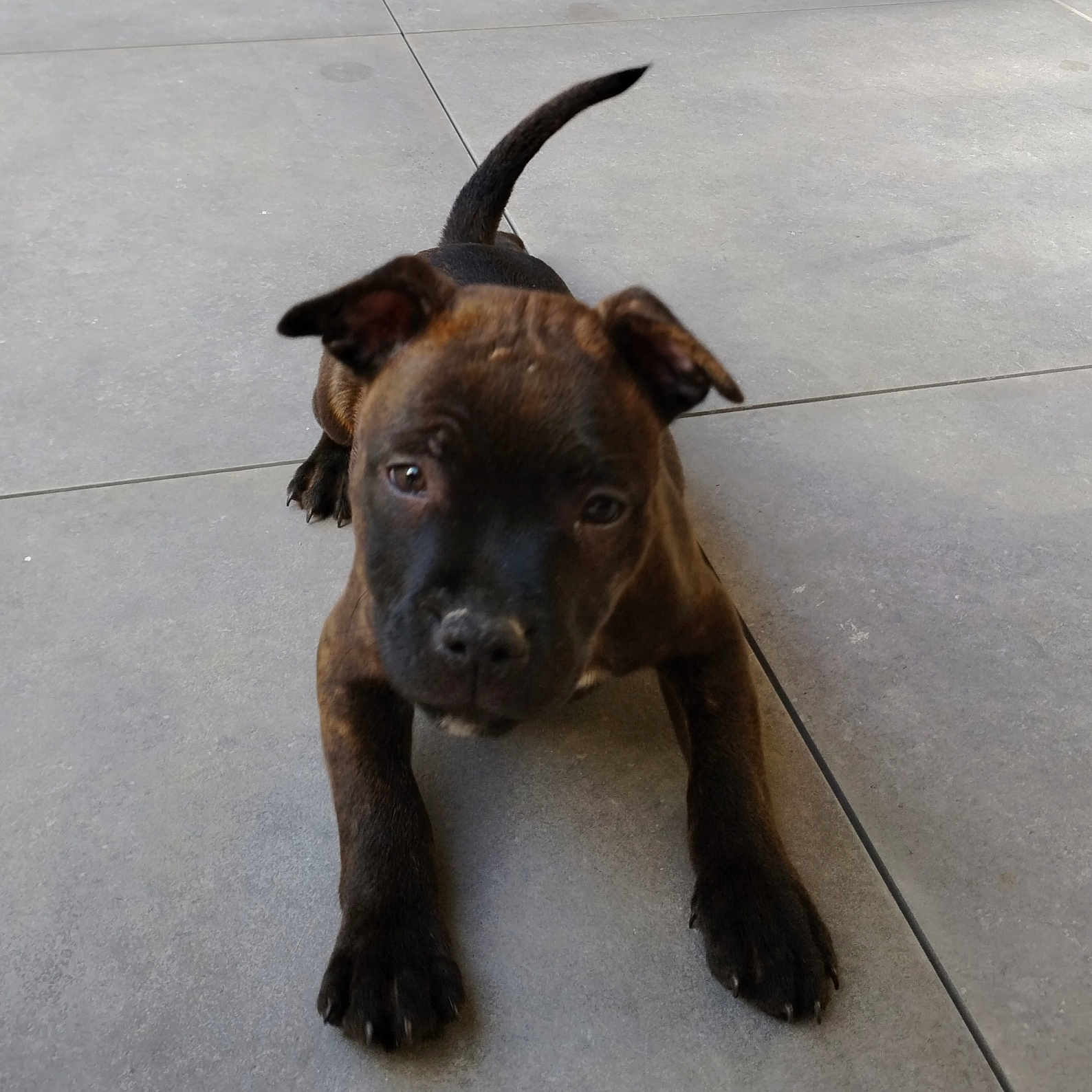 Vasco a rejoint le concours — aidez-le/la à gagner de superbes lots ! accessories, animal, boxer, bulldog, canine, dog, flagstone, frenchbulldog, hound, labradorretriever, leash, path, pet, pitbull, puppy, sidewalk, slate, snout, strap, walkway