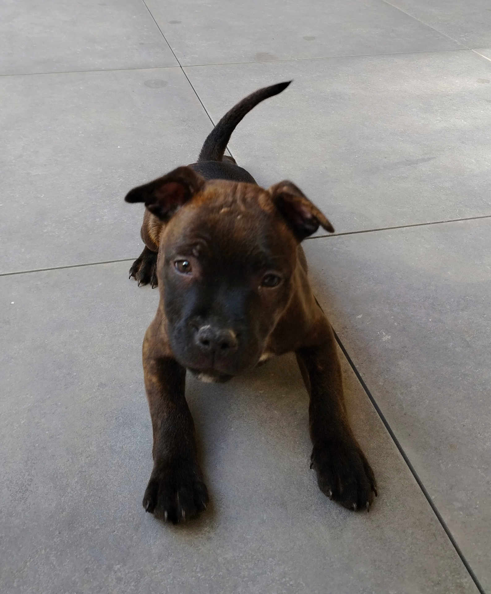 Vasco a rejoint le concours — aidez-le/la à gagner de superbes lots ! accessories, animal, boxer, bulldog, canine, dog, flagstone, frenchbulldog, hound, labradorretriever, leash, path, pet, pitbull, puppy, sidewalk, slate, snout, strap, walkway