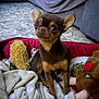dog, chihuahua, small_dog, pet, blanket, plush_toy, stuffed_animal, floor, tile_floor, red_bed, brown_dog, tan_dog, indoor, cozy, cute, animal, toy, living_room, curious, sitting