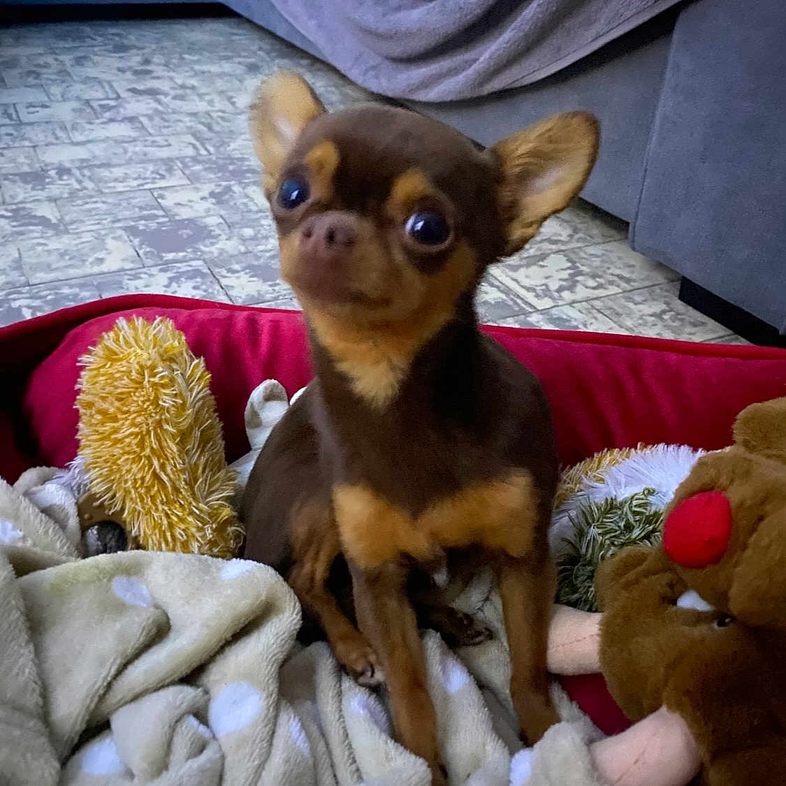 Nala participe au concours pour gagner de l'argent avec cette photo : animal, blanket, brown_dog, chihuahua, cozy, curious, cute, dog, floor, indoor, living_room, pet, plush_toy, red_bed, sitting, small_dog, stuffed_animal, tan_dog, tile_floor, toy