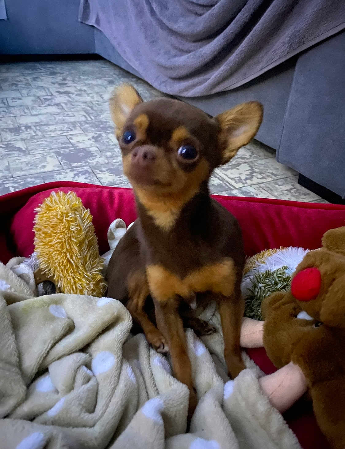 Nala participe au concours pour gagner de l'argent avec cette photo : dog, chihuahua, small_dog, pet, blanket, plush_toy, stuffed_animal, floor, tile_floor, red_bed, brown_dog, tan_dog, indoor, cozy, cute, animal, toy, living_room, curious, sitting