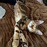 Chaussette participe au concours pour gagner de l'argent avec cette photo : cat, tabby, sleeping, relaxed, pet, animal, feline, whiskers, ears, paws, claws, pink_nose, fur, striped, calico, blanket, bed, cozy, indoor, closeup