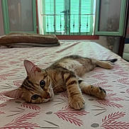 Chaussette a rejoint le concours — aidez-le/la à gagner de superbes lots ! cat, tabby_cat, feline, pet, lying_down, relaxed, bed, bedroom, blanket, bedspread, patterned_fabric, green_shutters, window, indoor, cozy, brown_fur, striped_fur, whiskers, portrait, nap