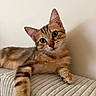 Chaussette a rejoint le concours — aidez-le/la à gagner de superbes lots ! cat, kitten, tabby, pet, animal, portrait, close_up, indoors, blanket, bed, resting, sitting, lying_down, fur, whiskers, ears, green_eyes, paws, cute, home
