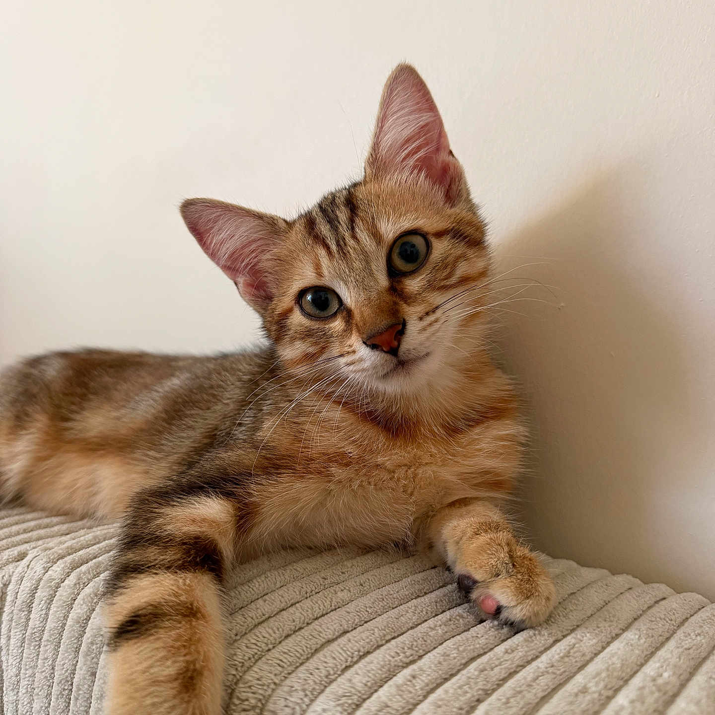 Chaussette a rejoint le concours — aidez-le/la à gagner de superbes lots ! cat, kitten, tabby, pet, animal, portrait, close_up, indoors, blanket, bed, resting, sitting, lying_down, fur, whiskers, ears, green_eyes, paws, cute, home
