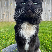 Cookie joined the competition — help win amazing prizes! cat, black_and_white, whiskers, outdoor, grass, tree_stump, fence, greenery, pet, close_up, animal, fluffy, sitting, nature, daylight, curious, feline, portrait, eyes, ears