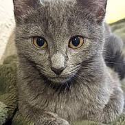 Bubbles is registered to the contest to win money with this photo: cat, gray_cat, close_up, portrait, animal, pet, feline, whiskers, ears, amber_eyes, fur, paws, resting, blanket, soft_texture, indoor, cute, calm, domestic_cat, mammal