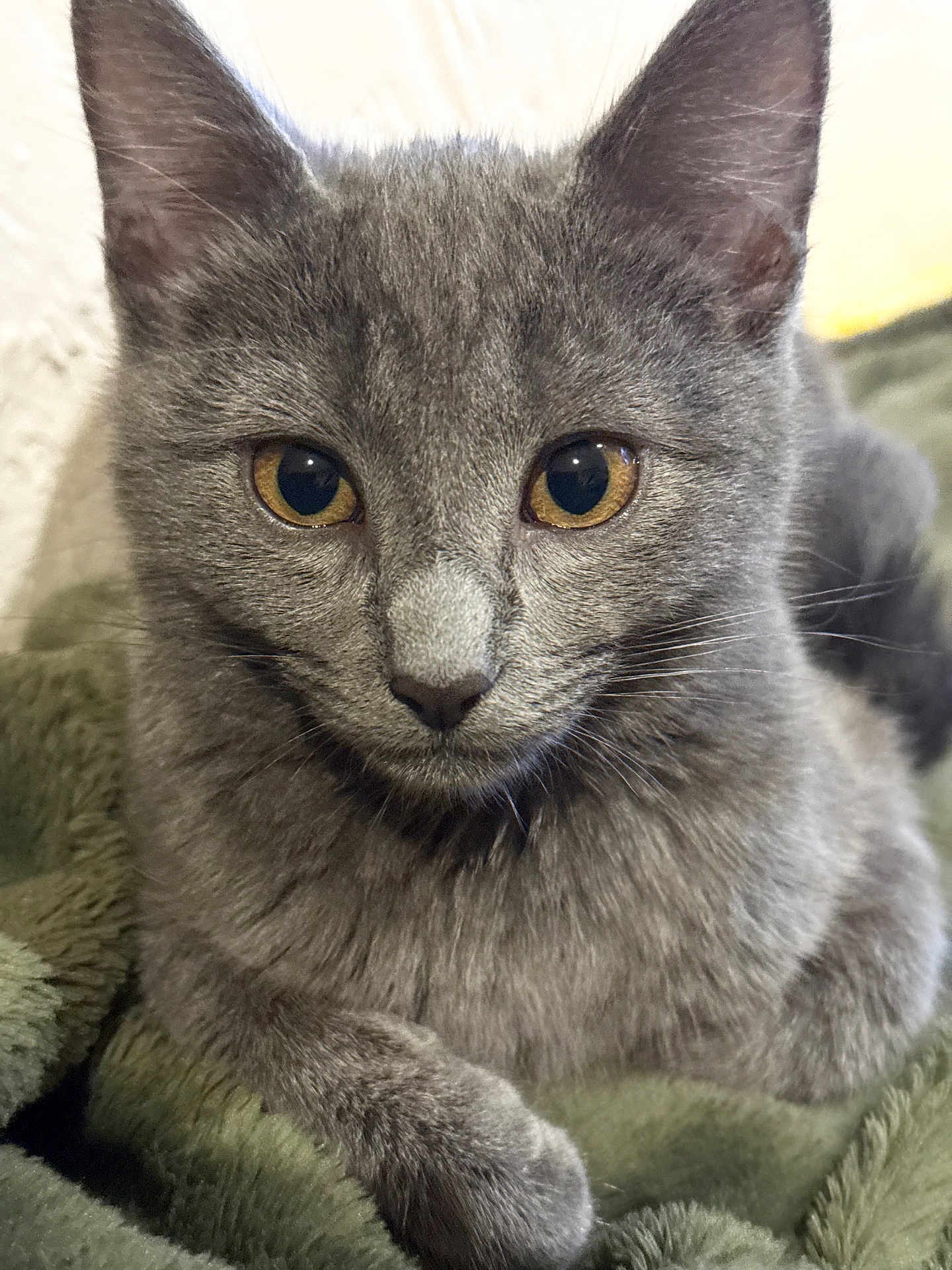 Bubbles is registered to the contest to win money with this photo: cat, gray_cat, close_up, portrait, animal, pet, feline, whiskers, ears, amber_eyes, fur, paws, resting, blanket, soft_texture, indoor, cute, calm, domestic_cat, mammal