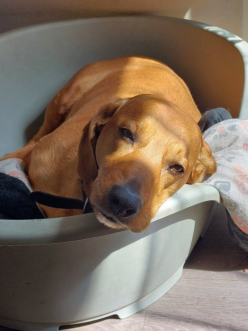 Joey participe au concours pour gagner de l'argent avec cette photo : canidae, carnivore, comfort, companion_dog, dishware, dog, dog_breed, dog_supply, fawn, hound, kitchen_utensil, linens, nap, pet_supply, serveware, snout, sporting_group, tableware, whiskers, working_animal