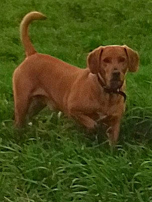 Joey participe au concours pour gagner de l'argent avec cette photo : ancient_dog_breeds, carnivore, collar, companion_dog, dog, dog_breed, dog_collar, dog_supply, grass, gun_dog, hunting_dog, liver, pet_supply, sporting_group, tail, terrestrial_animal, working_animal, working_dog