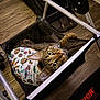 Sugar joined the competition — help win amazing prizes! cat, tabby, pet, indoor, stroller, mesh, fabric, wooden_floor, metal_frame, curious, wide_eyes, colorful_clothing, easter_theme, animal, resting, looking_up, comfort, cute, domestic_cat, feline