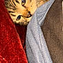 Sugar joined the competition — help win amazing prizes! cat, kitten, tabby, peeking, cozy, fabric, red_velvet, blue_knit, soft_texture, close_up, pet, animal, cute, resting, warm, indoor, fur, whiskers, small, curious