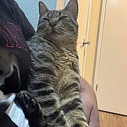 Sugar joined the competition — help win amazing prizes! cat, tabby, striped, pet, indoor, relaxed, person, arm, hand, door, wooden_floor, feline, comfort, fur, paw, black_tshirt, wall, light_switch, home, animal