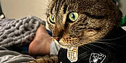 Sugar is registered to the contest to win money with this photo: cat, tabby_cat, pet, animal, green_eyes, close_up, indoor, blanket, foot, gray_fabric, clothing, jersey, nfl_logo, raiders_logo, paws, feline, domestic_cat, lying_down, focused, cozy
