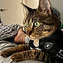 cat, tabby_cat, pet, animal, green_eyes, close_up, indoor, blanket, foot, gray_fabric, clothing, jersey, nfl_logo, raiders_logo, paws, feline, domestic_cat, lying_down, focused, cozy