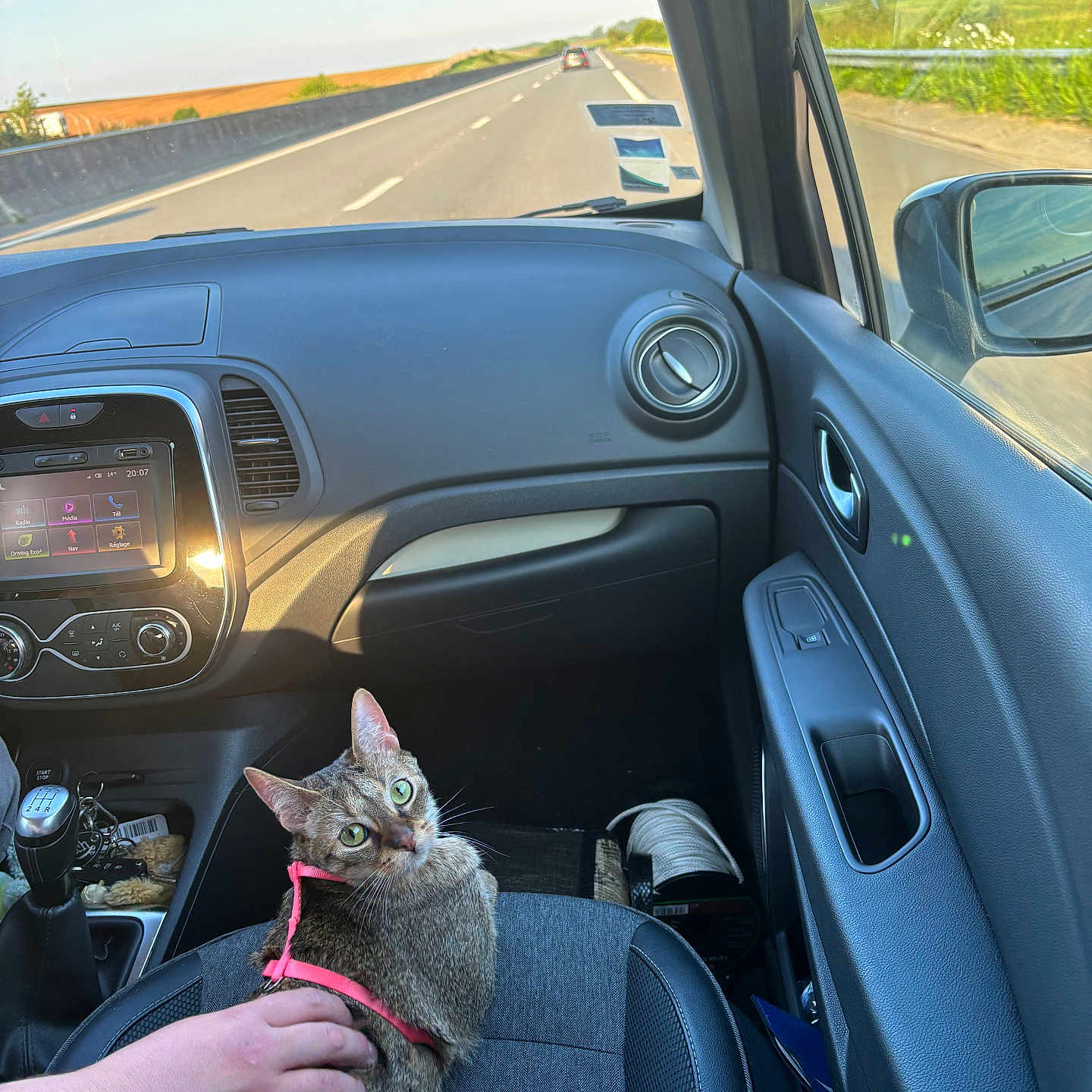 Pumba participe au concours pour gagner de l'argent avec cette photo : alloywheel, animal, baby, car, car_interior, carseat, carwheel, cat, cushion, driving, homedecor, machine, person, pet, sedan, spoke, tire, transportation, vehicle, wheel