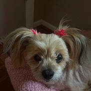 Molly is registered to the contest to win money with this photo: dog, small_dog, fluffy_fur, pink_hair_ties, pet, indoor, blanket, cozy, cute, animal, fur, face, looking, resting, soft_lighting, close_up, floor, home, companion, adorable