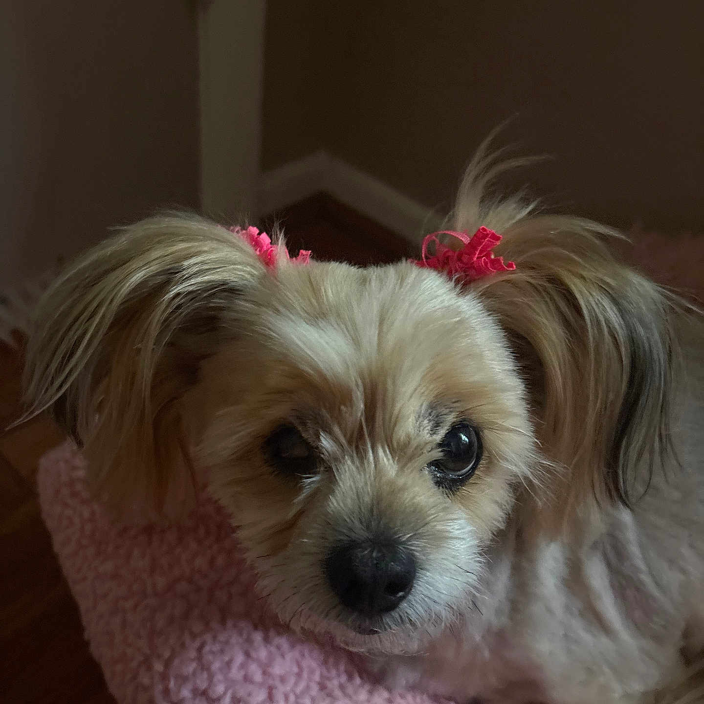 Molly is registered to the contest to win money with this photo: adorable, animal, blanket, close_up, companion, cozy, cute, dog, face, floor, fluffy_fur, fur, home, indoor, looking, pet, pink_hair_ties, resting, small_dog, soft_lighting